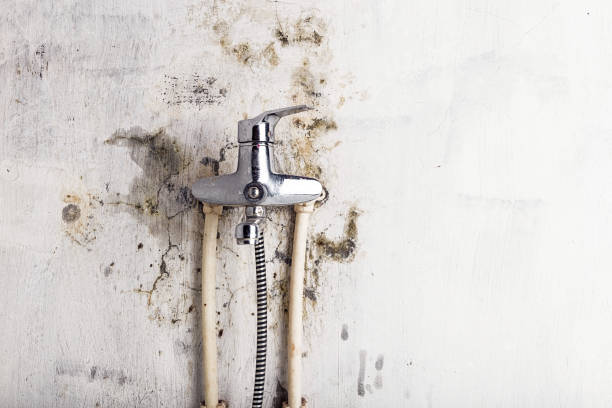 Home Mold Removal in La Fayette, AL