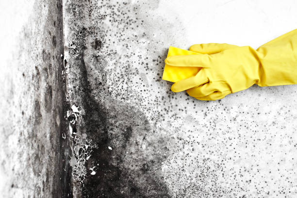 Best Attic Mold Removal  in La Fayette, AL