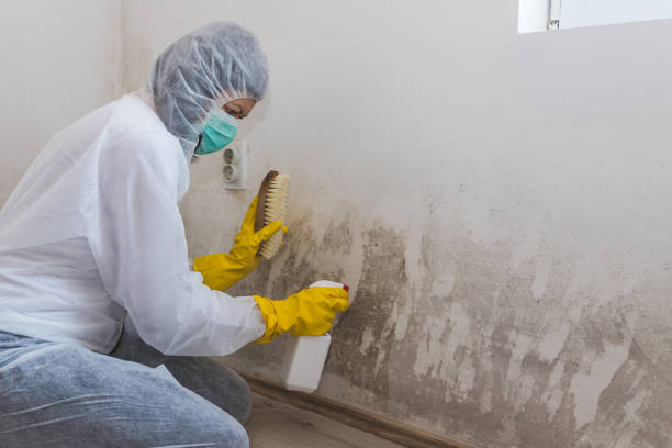 Best Toxic Mold Removal  in La Fayette, AL