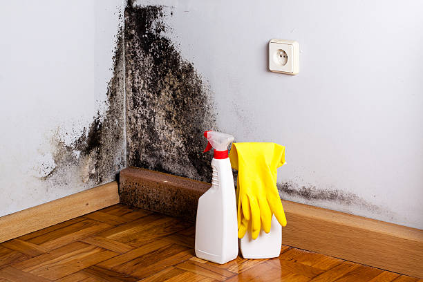 Best Mold Damage Repair  in La Fayette, AL