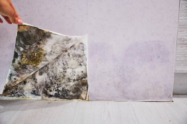 Best Mold Remediation  in La Fayette, AL